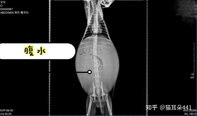 猫传腹的科普与防治