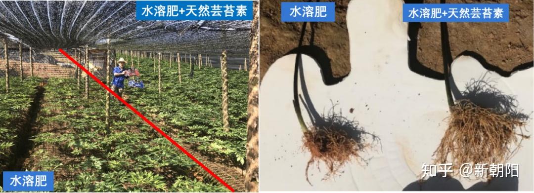 天然芸苔素除了叶喷效果好，灌根更显奇效！ - 知乎