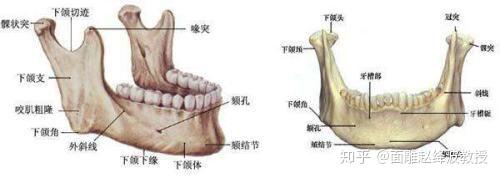 下颌角和下颚骨有什么区别？ - 知乎