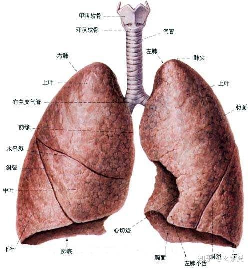 人的呼吸器官图片大全图片
