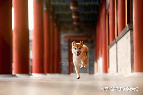 柴犬科普|柴犬几个月尴尬期？尴尬期该如何喂养？ - 知乎