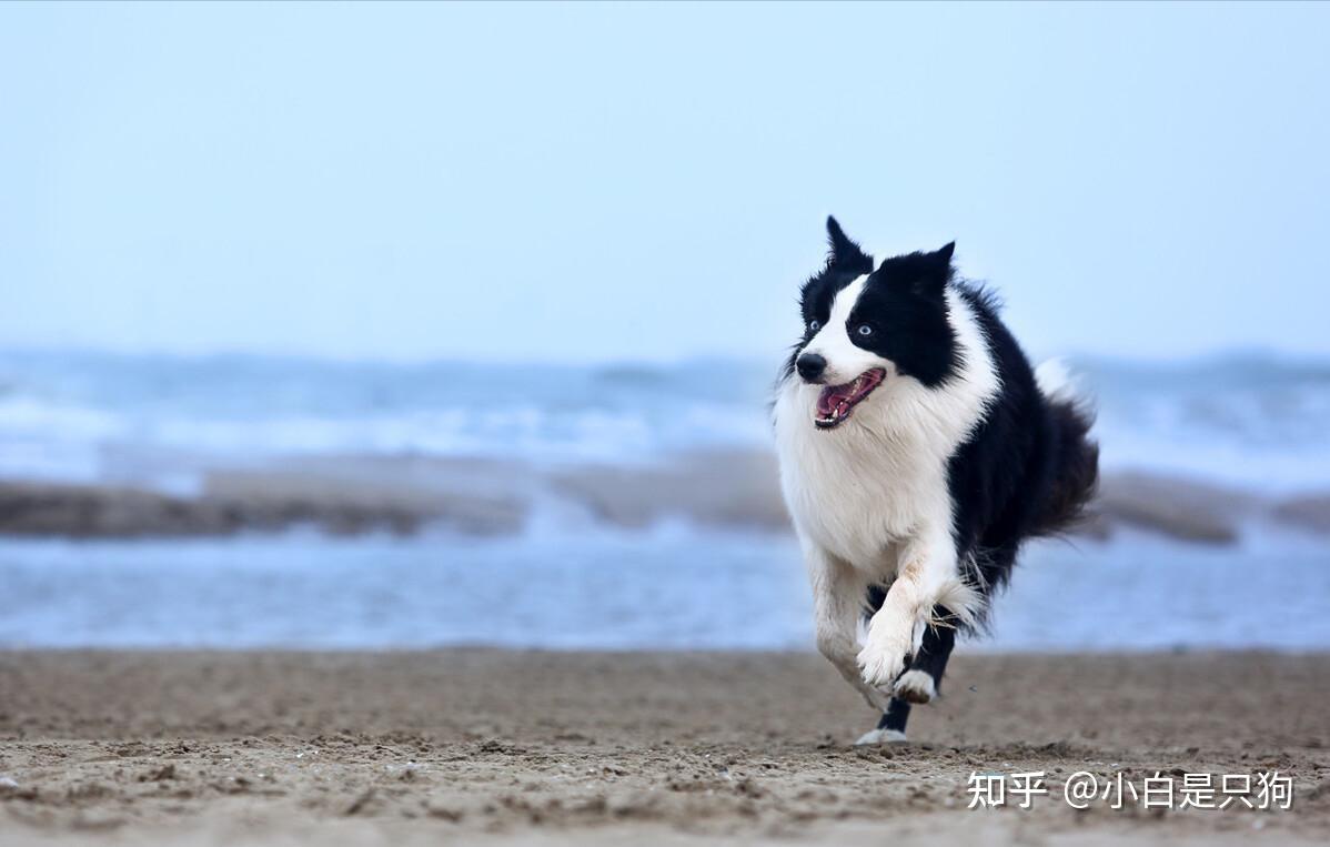 网友票选八大“帅狗”,你最pick哪个? - 知乎