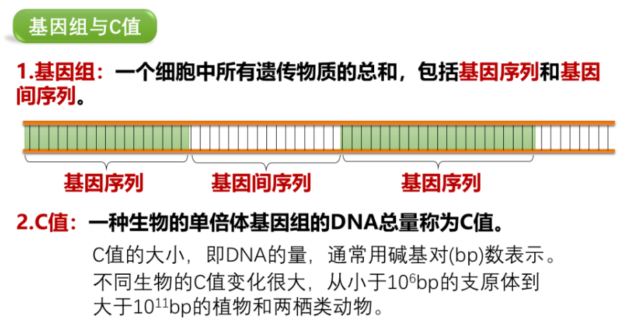 分子生物学整理|基因和DNA笔记(三)基因组 - 知乎