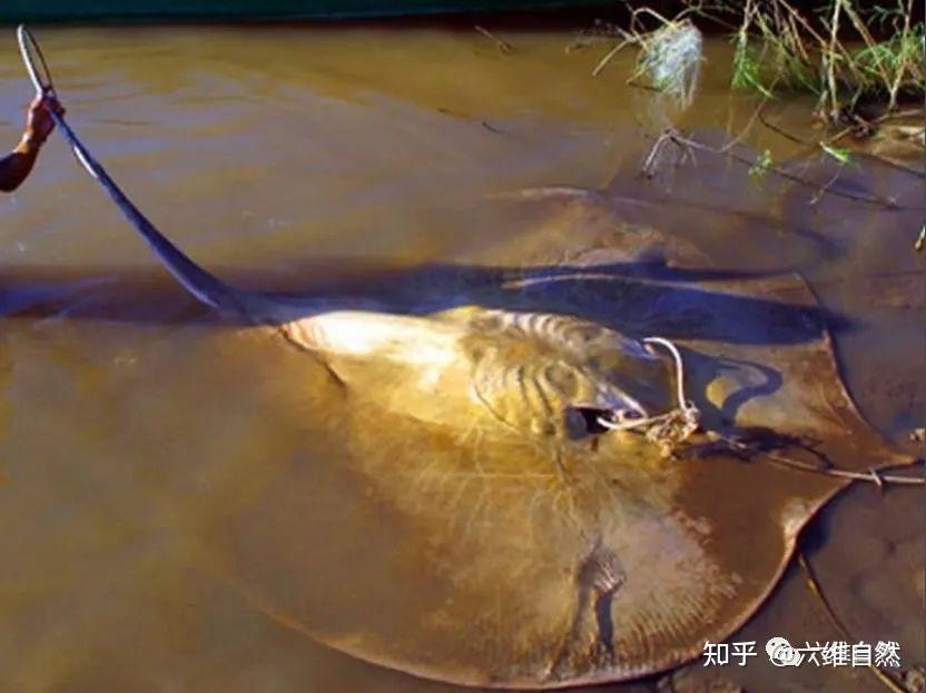 饥饿鲨黄貂鱼长什么样图片