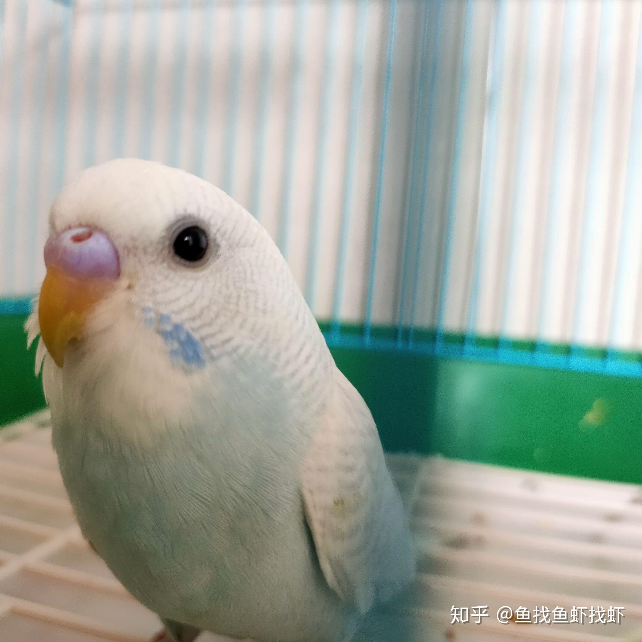 麻烦大佬辨认下虎皮鹦鹉公母?