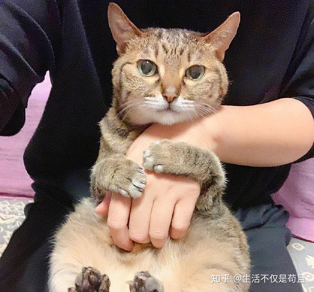 不怕告诉你,养猫的都是这几类人 - 知乎