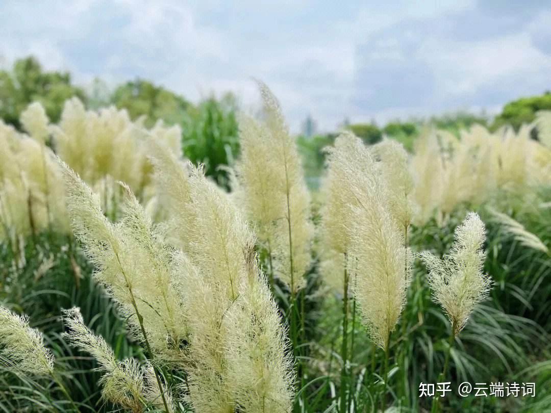 十首有关秋凉的诗词，秋气堪悲未必然，轻寒正是可人天 - 知乎