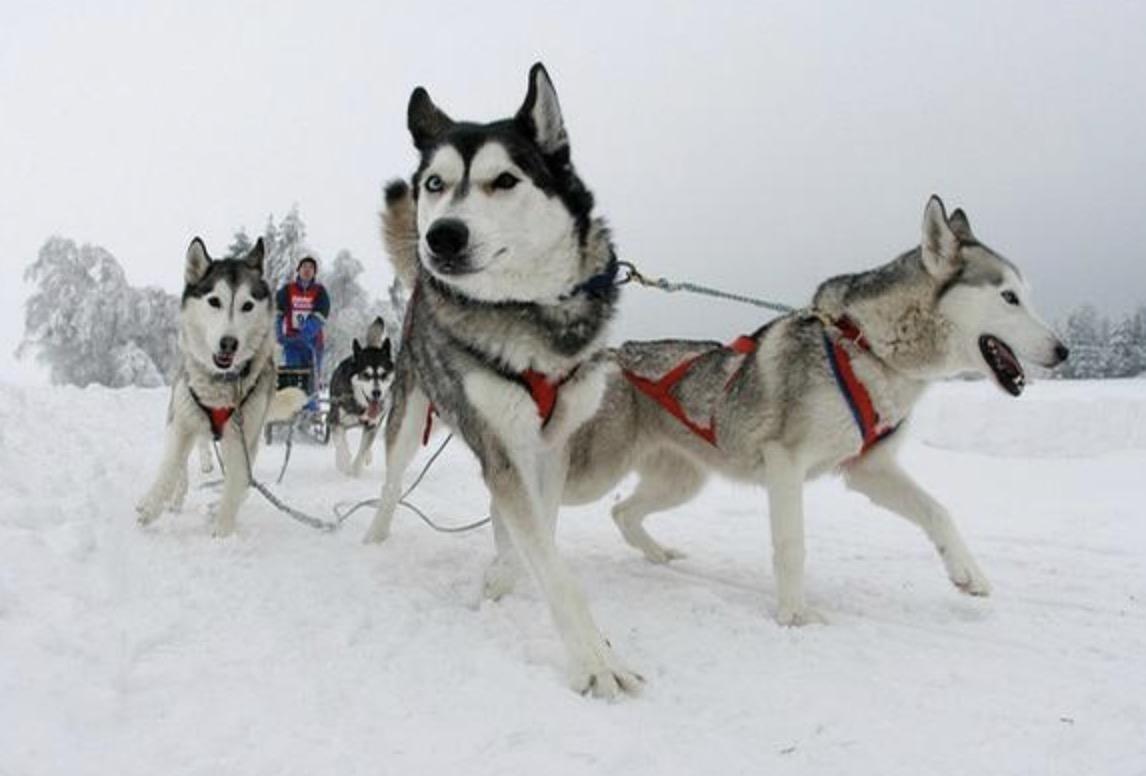 适合家里养的小宠物狗 v2-c074c77670be0e9c32d8fa55dbb84815_r.jpg