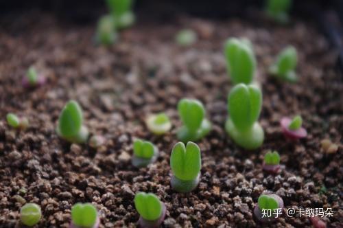 花草的简单繁育法 植物 繁殖多多 知乎