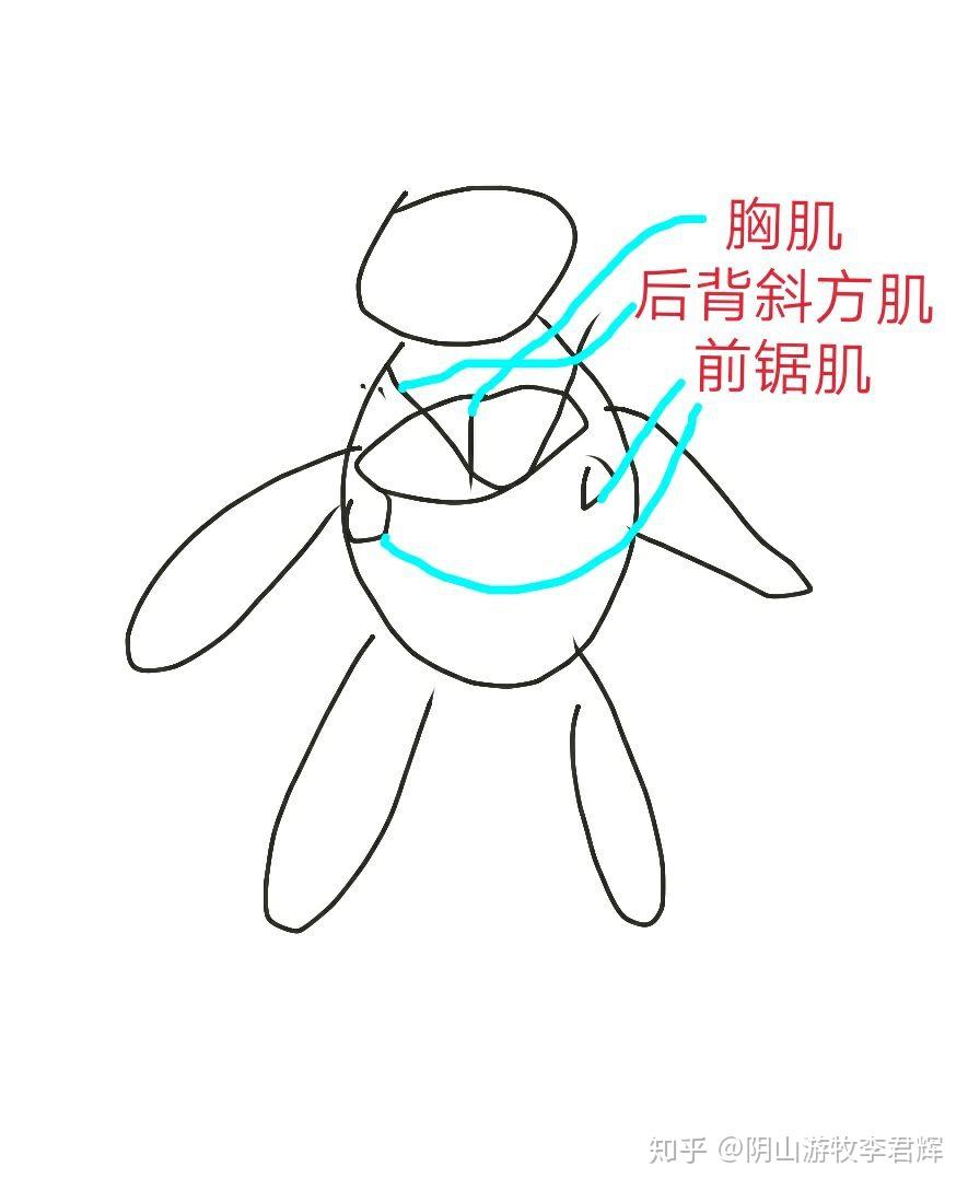 骨骼肌又称随意肌