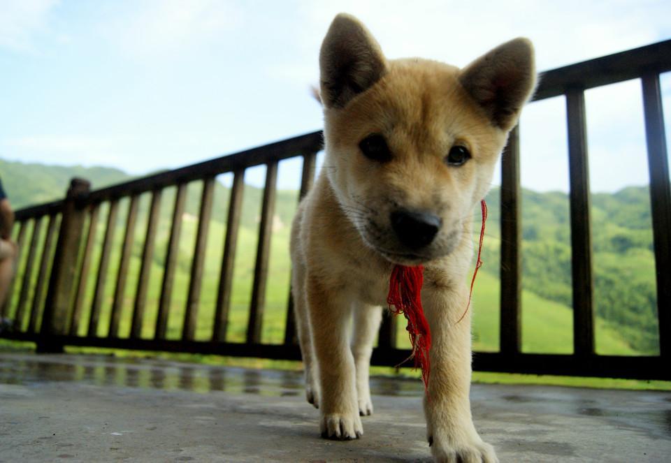 立耳土狗和垂耳土狗区别 v2-c08b4fa98526a9088c4acc1232a37a61_r.jpg