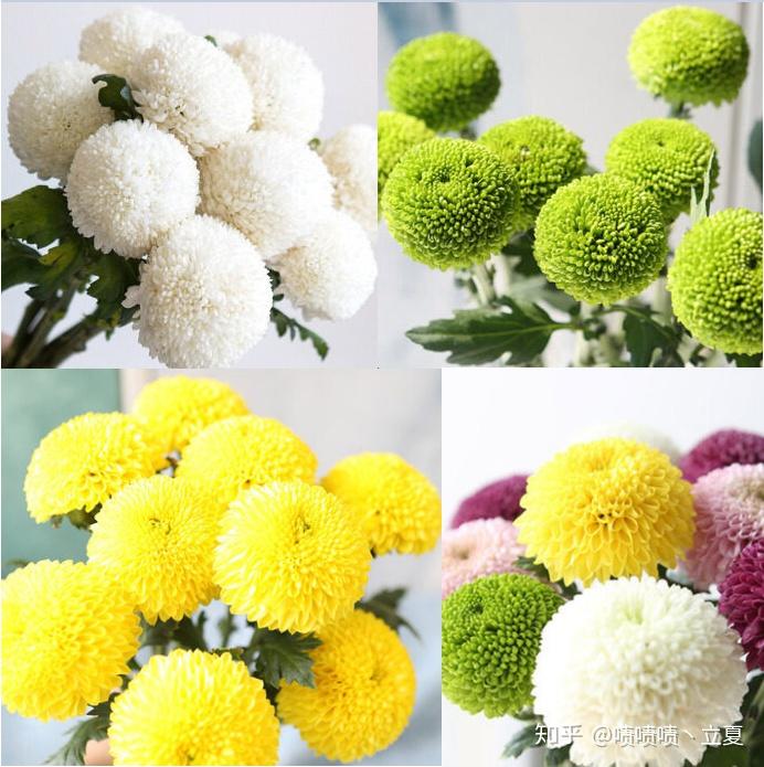 菊是菊科的一种植物,因为外形像乒乓球而得名,有黄,绿,白,红四种颜色