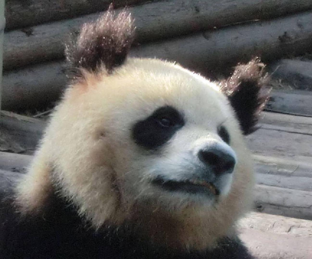 大熊猫为什么那么萌？ - 知乎