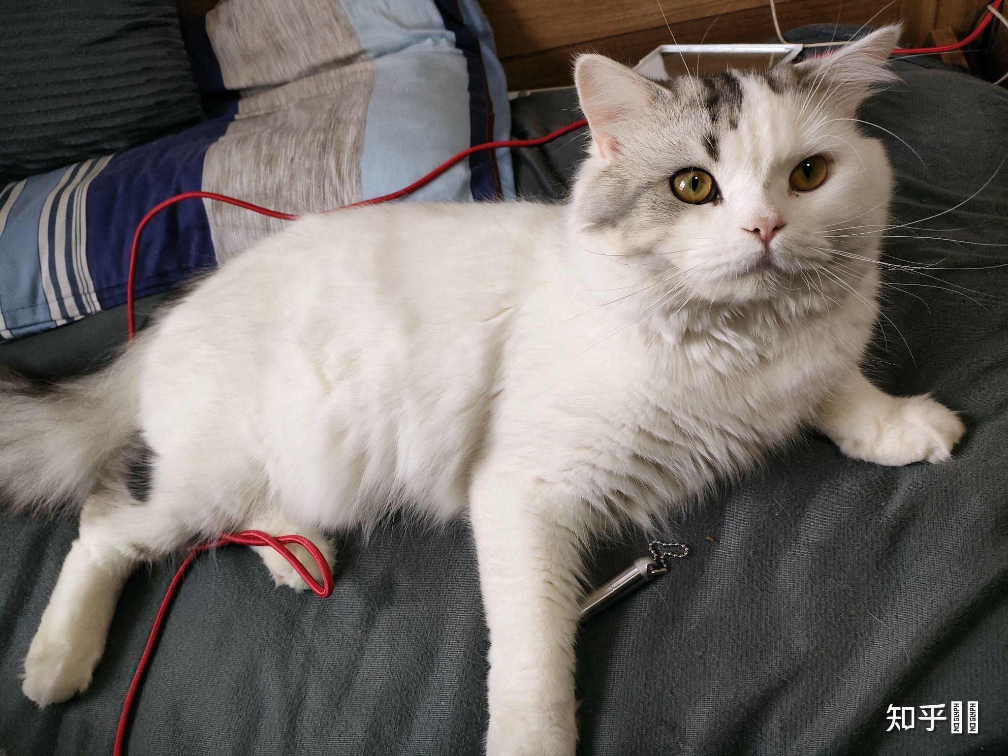 美短返祖长毛猫有人买吗