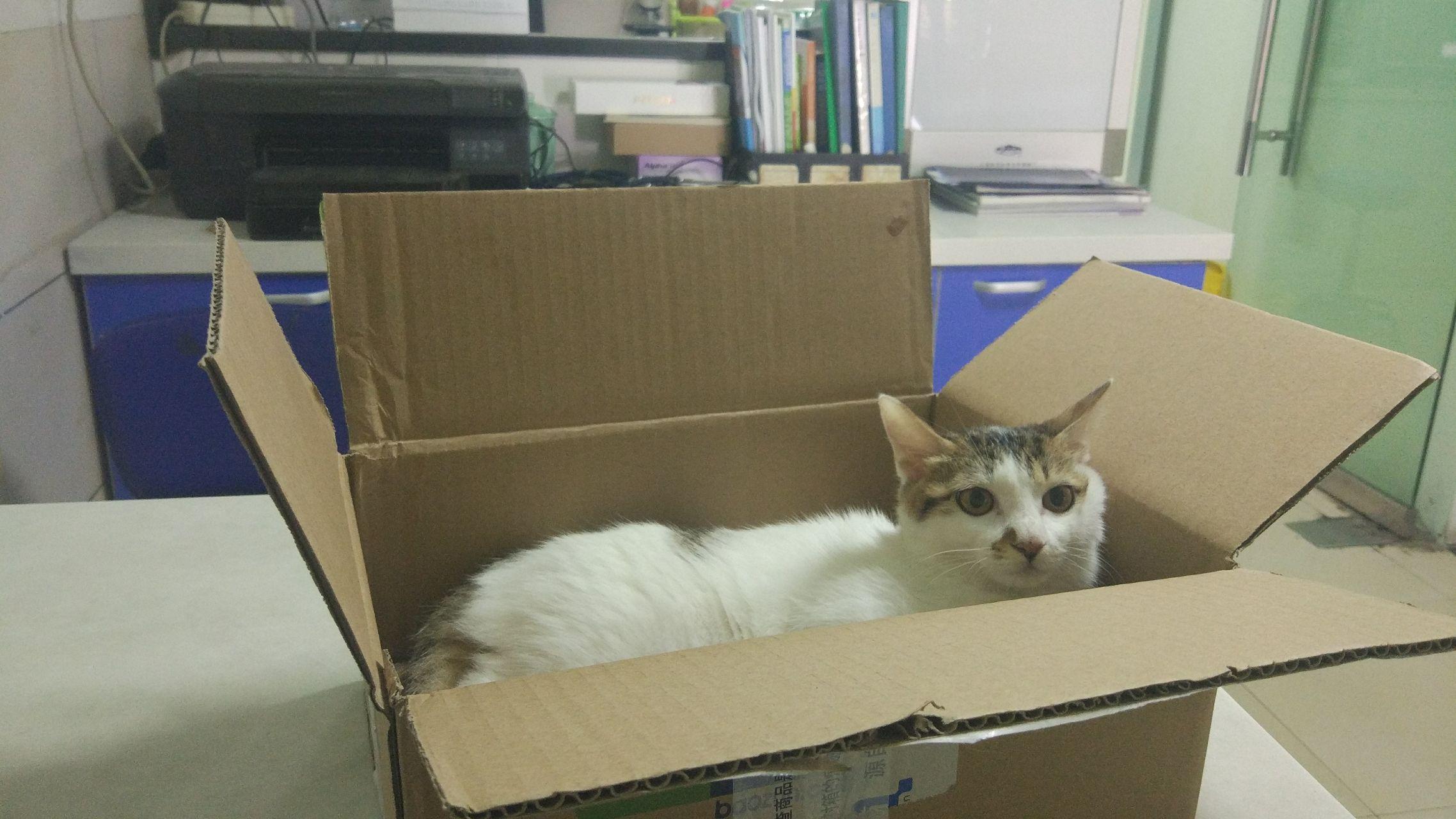 猫咪大腿处骨折,医生说太小了不能做手术,大腿