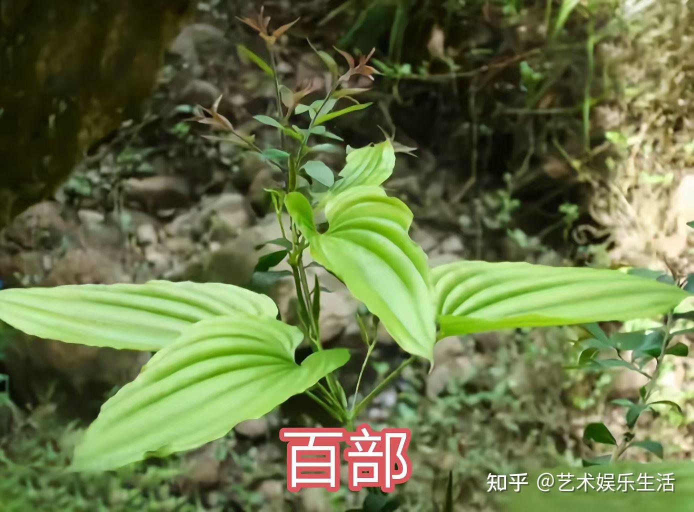 30种百部科植物的代表物种 - 知乎