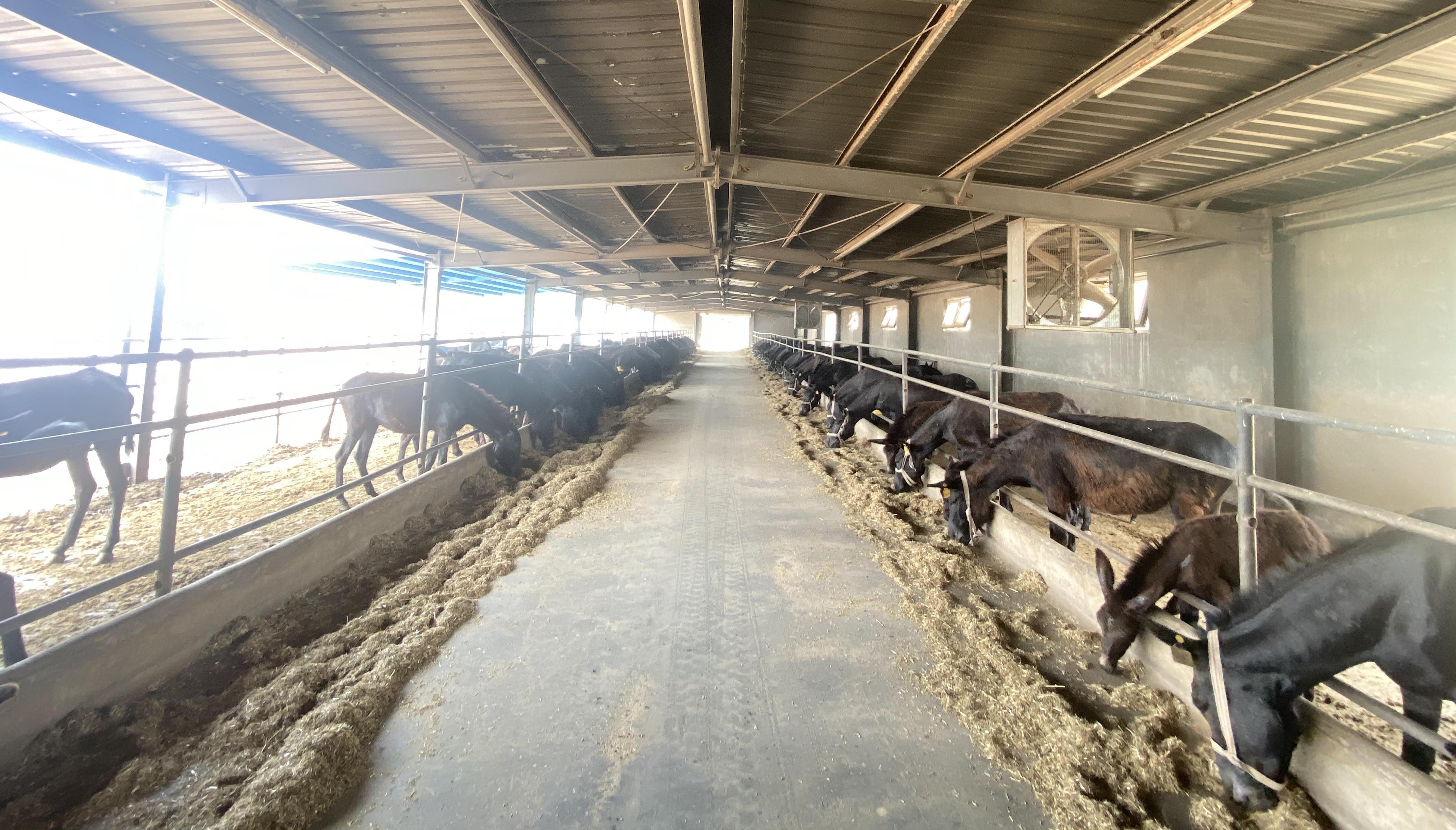 "毛驴王国"竞选"黑驴王子"