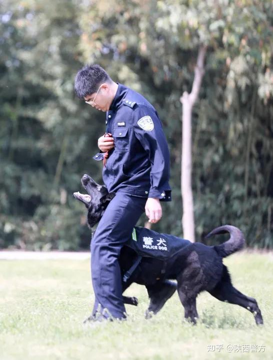 警营汪星人集合咸阳警犬年度训练现场海量图片