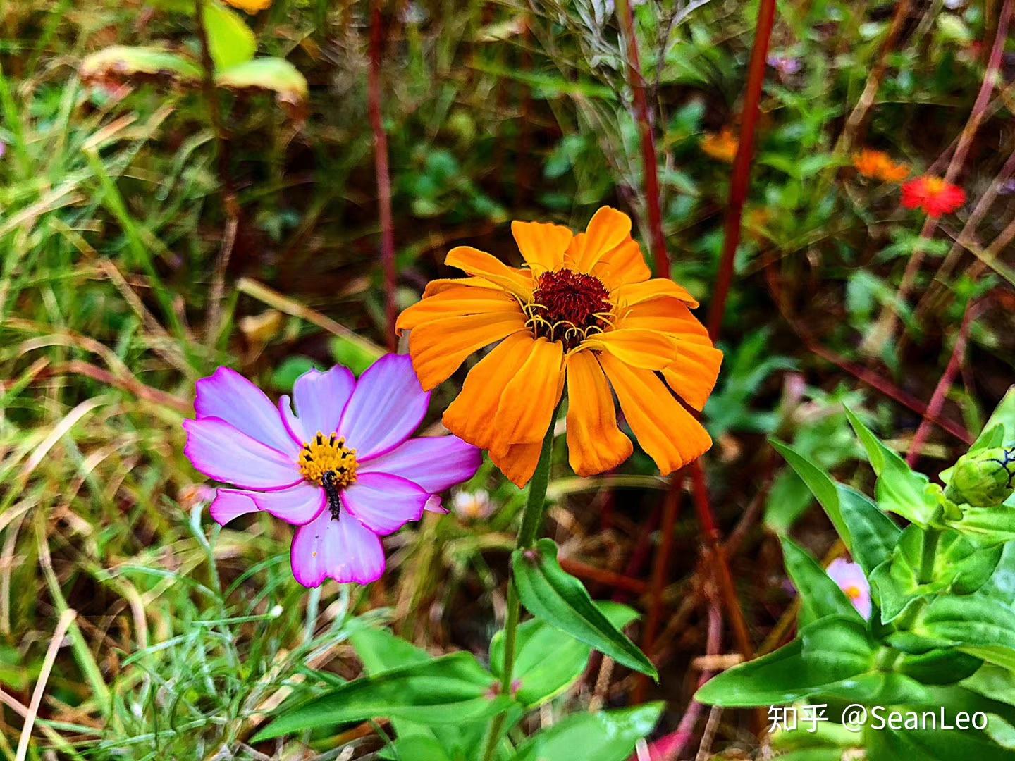 有没有那种虚实的风景照片 好看一点 要自己拍出来的 不是虚化了的?