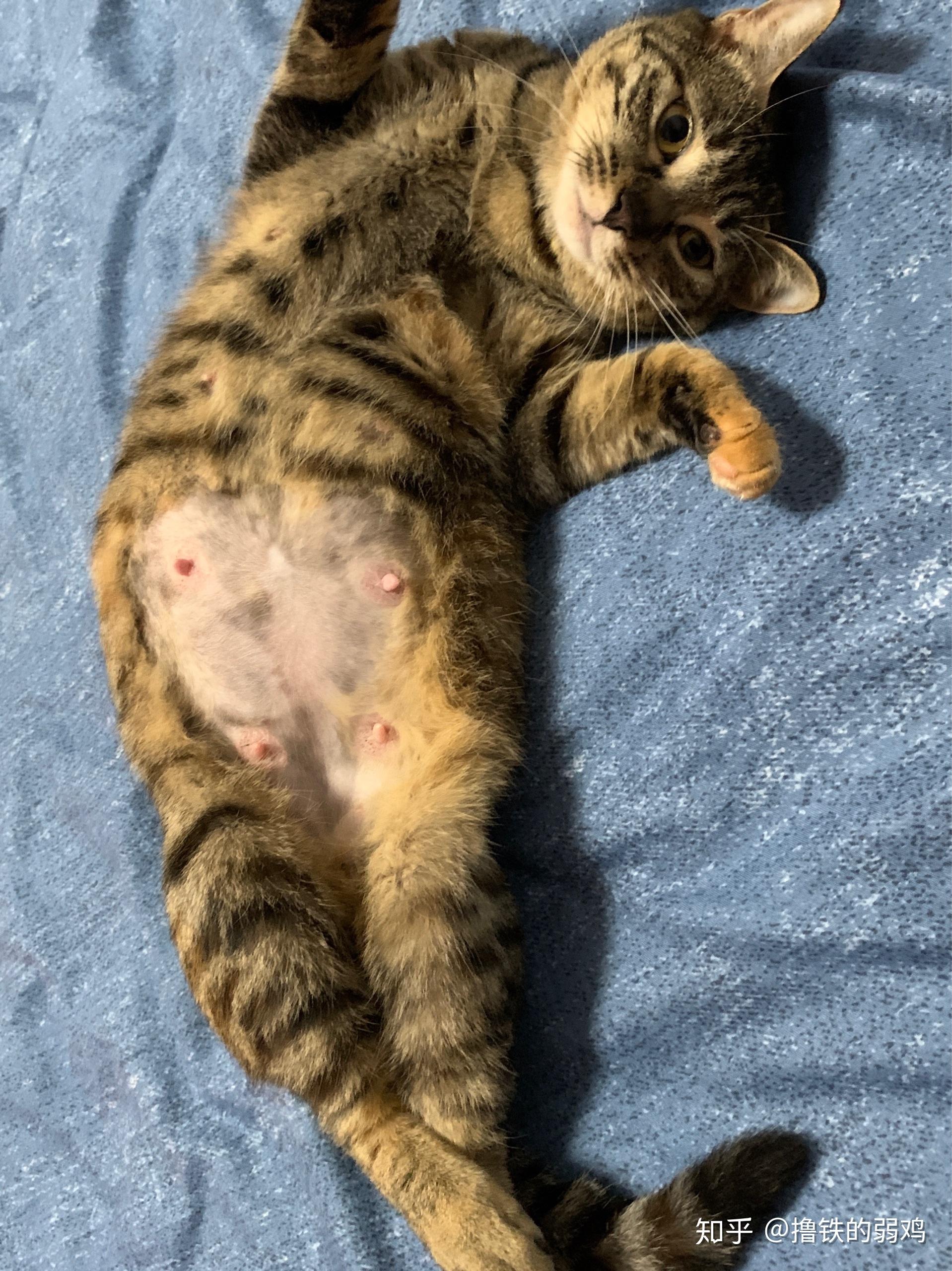 金渐层和狸花猫的串 搜狗图片搜索