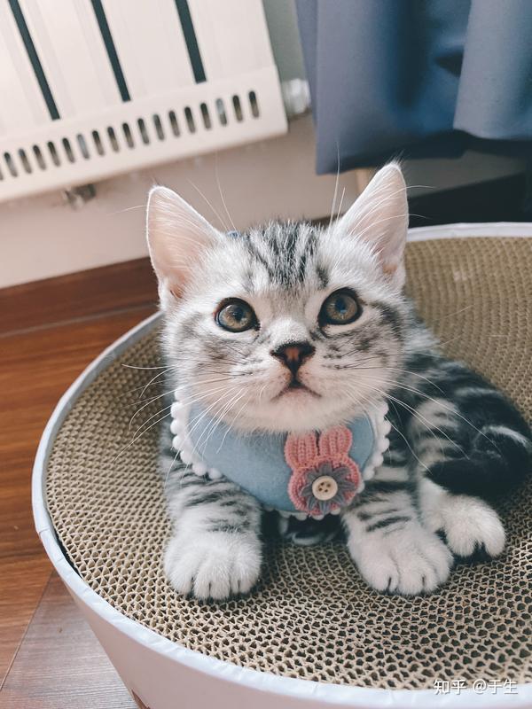 猫群,养猫交流群,吸猫群,铲屎官聚集地,有想要进的吗?(三年养猫经验) - 知乎