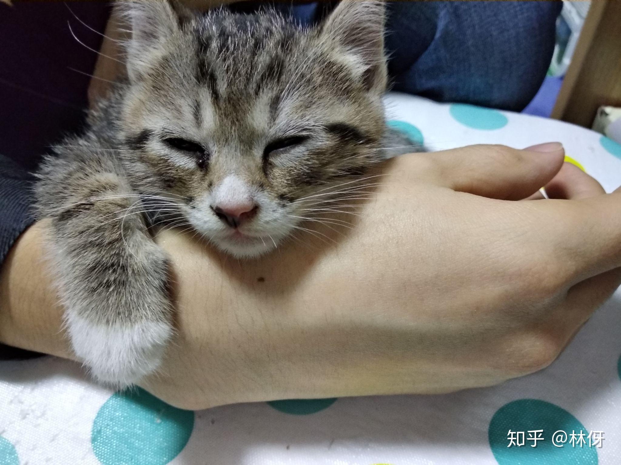 养猫记17冬菇一家子