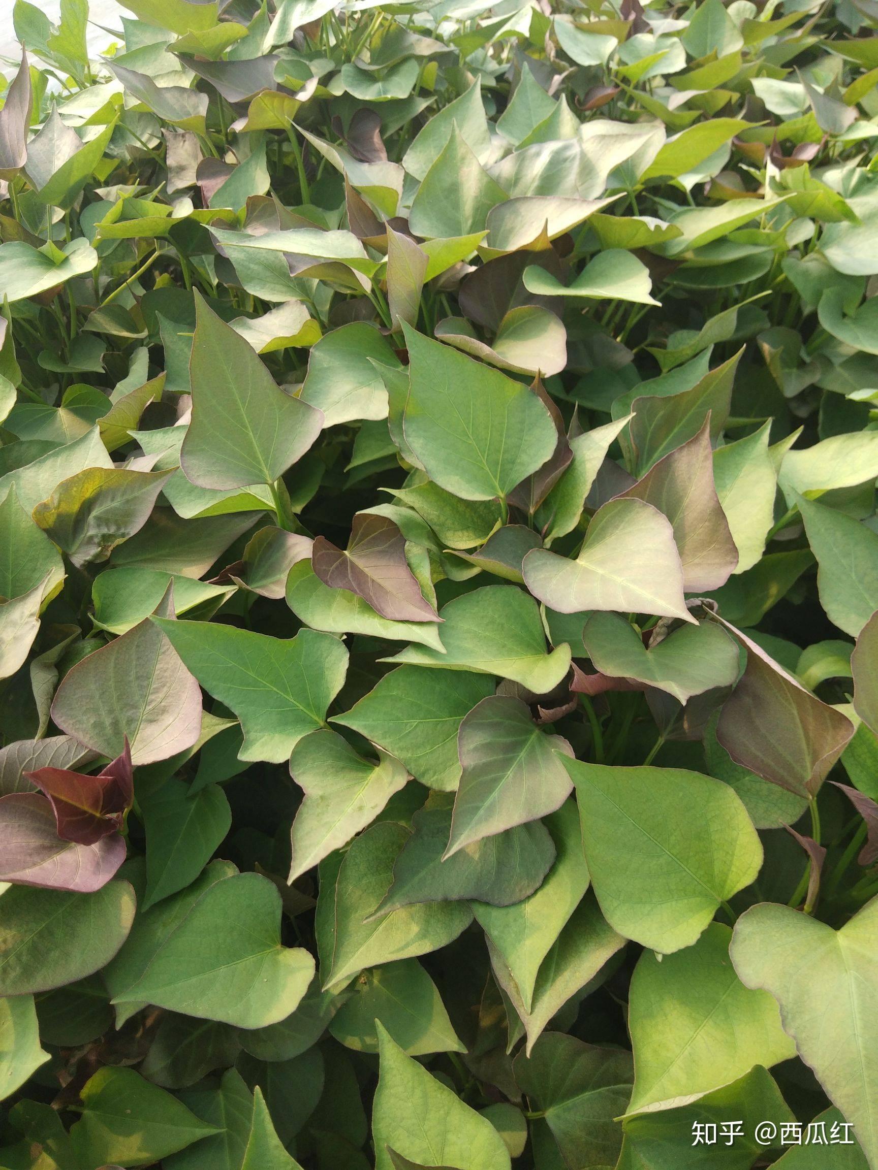 烟薯25种植技术和管理烟薯25号种植基地在哪里