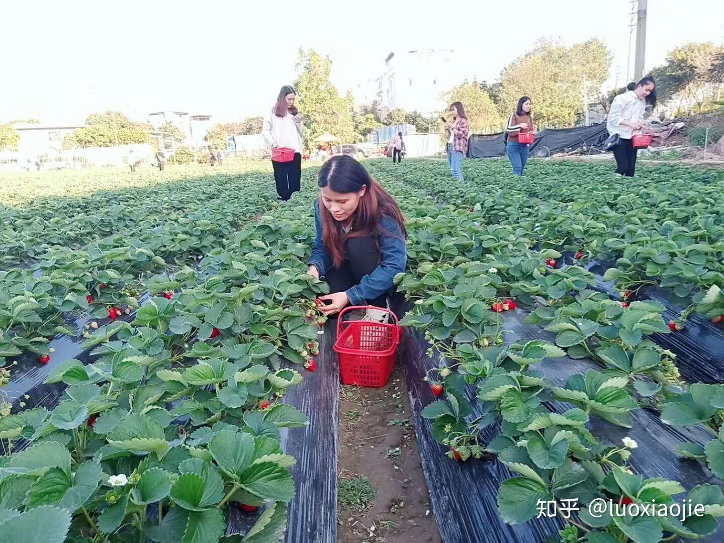 红了！全深圳摘草莓的地方，最新最全攻略！_新浪新闻