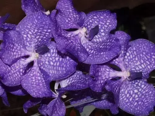 秋冬花卉推荐 万代兰的鉴赏与养护管理 知乎