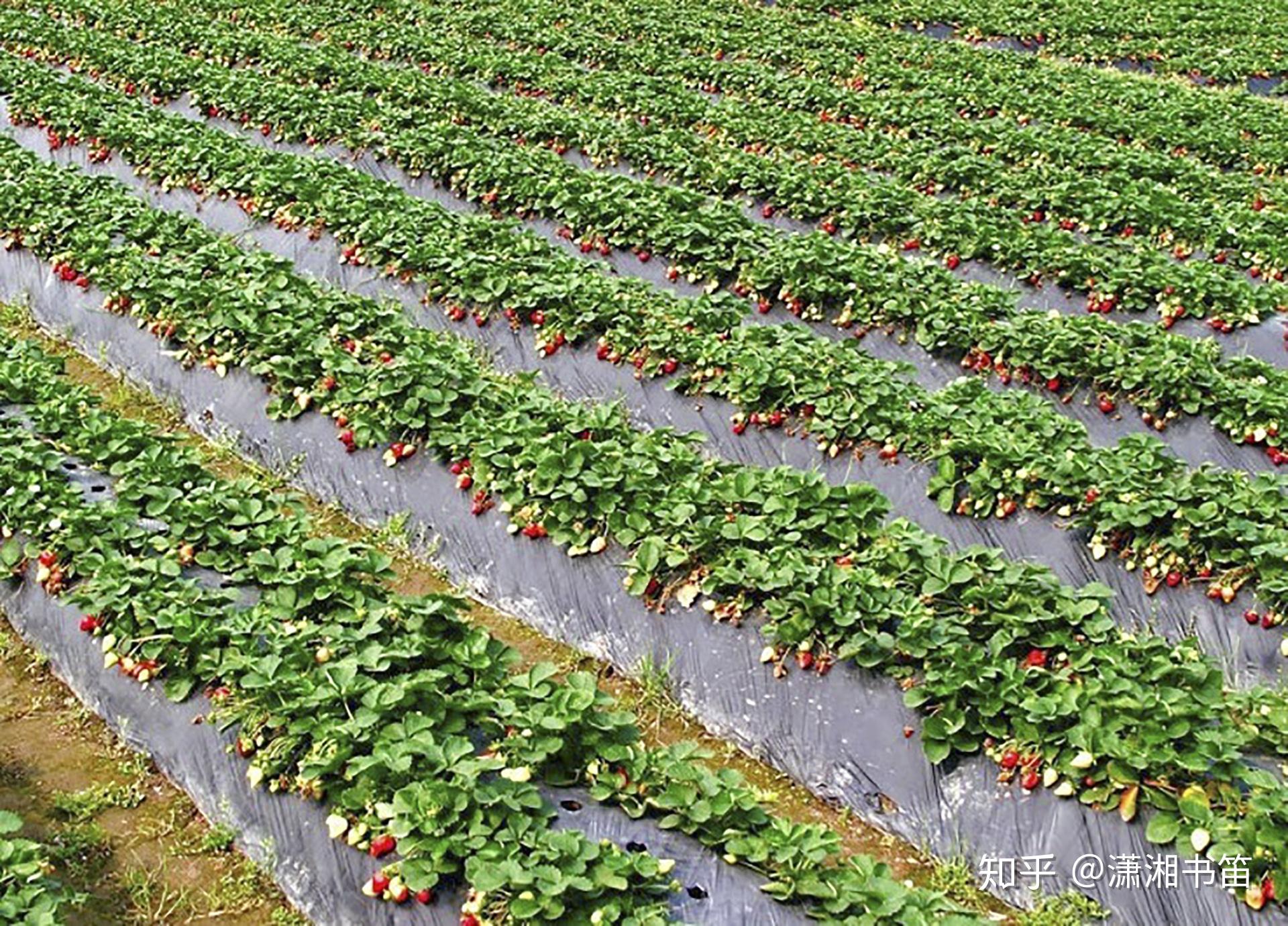 草莓园图片大全-草莓园高清图片下载-觅知网