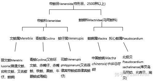 沿海旅行知识1 关于各种贝类的名字 区别 产地 吃法 全 知乎