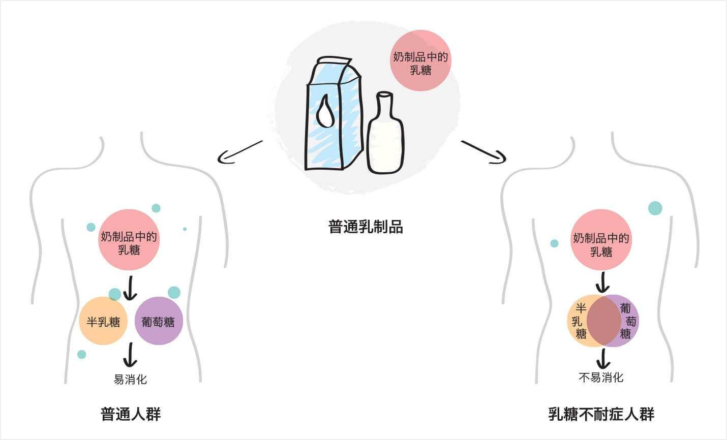 乳糖不耐症- 知乎