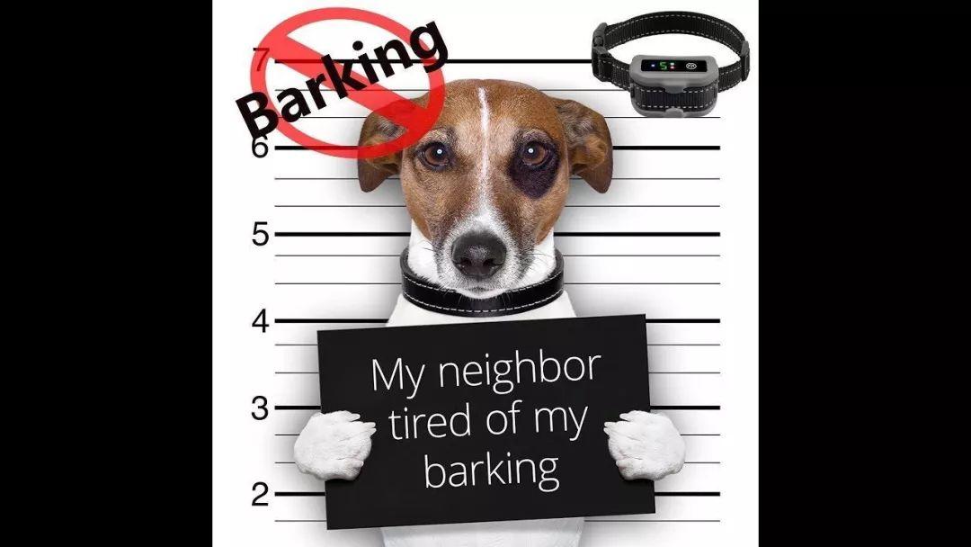 警告门外有人经过,有陌生人进屋,狗狗会用尖锐的叫声表达领地权