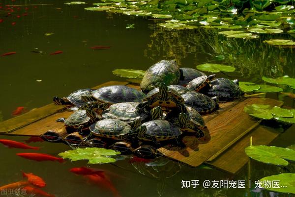 乌龟怎么分公母？新手养龟看过来 - 知乎