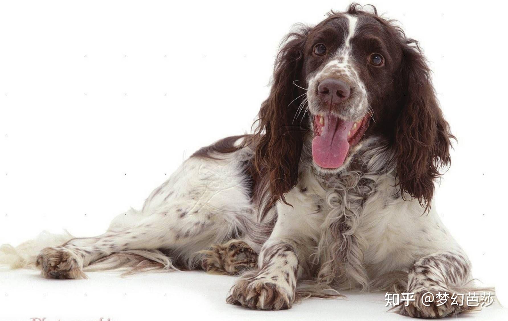 史宾格犬起源于英国,最初为狩猎用的寻回犬 - 知乎