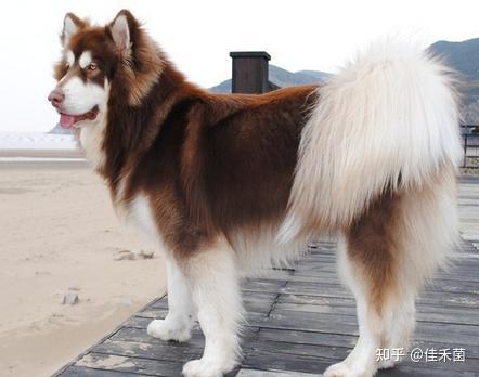 日语学习 怎么用日语说宠物狗勾 知乎