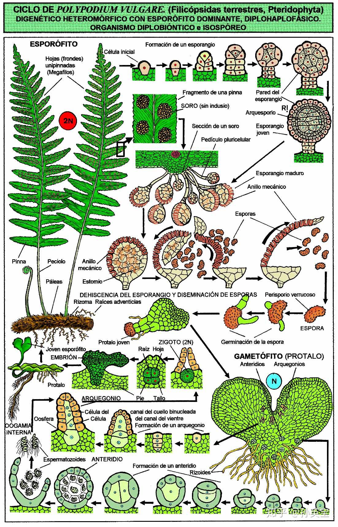 蕨类植物的配子体图片
