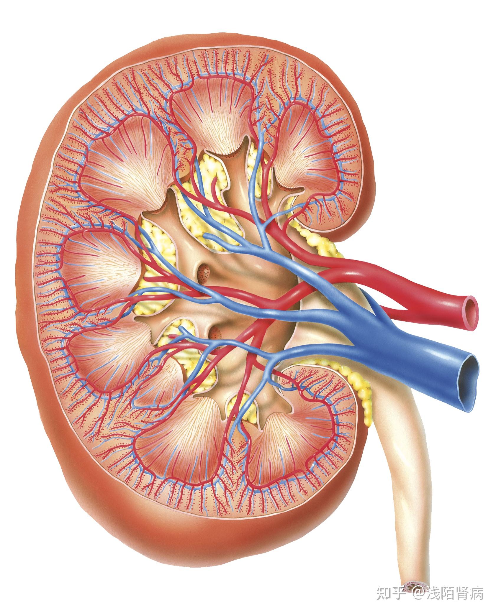 肾脏萎缩了怎么办?及时做好这3点,还有可能逆转病情拯救肾功能