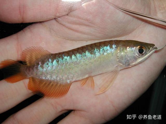 可怜的观赏鱼宝宝们的八种死法