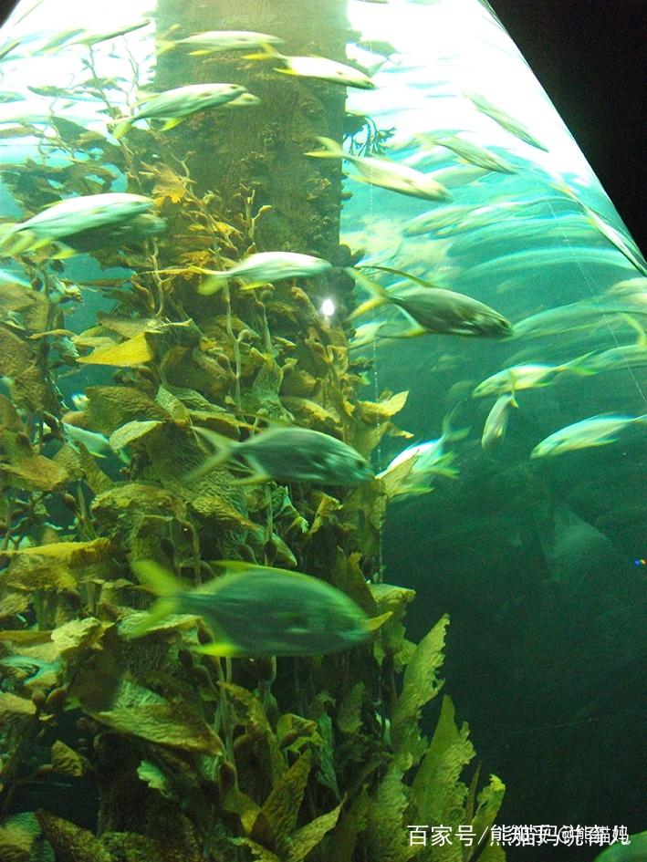 廣州海洋館一日遊讓孩子瞭解可愛的海洋生物