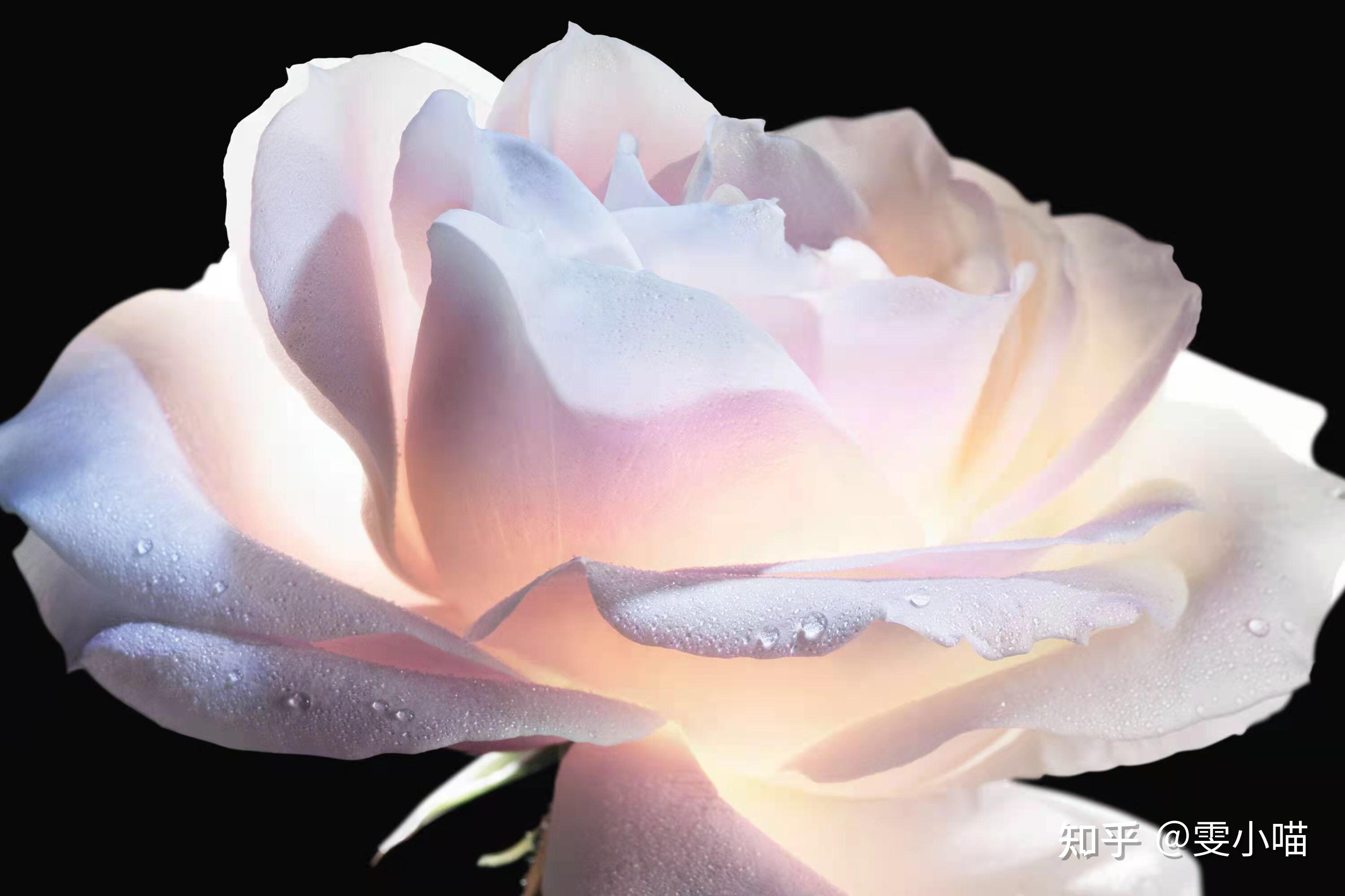 护肤始祖成分重新出圈的迪奥小粉钻的格兰维尔玫瑰提取物