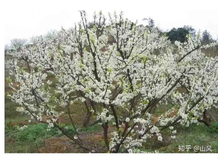 山海经之沙棠