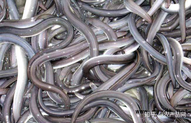 三,目前发现有一部分鳗场在白苗养殖期间有很多两极虫出现,严重的已经