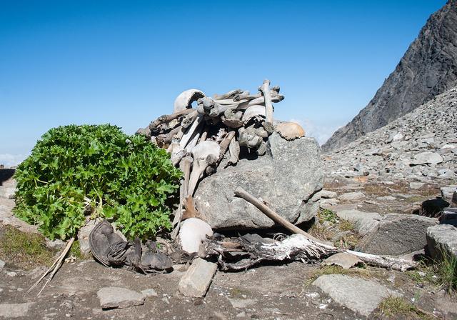 喜马拉雅山500骷髅疑被冰雹砸死科学研究却让死因更加扑朔迷离