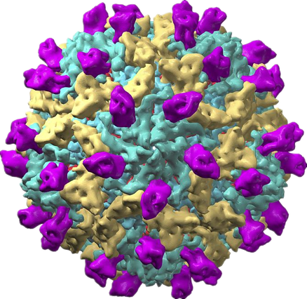 孩子不吃饭不是挑食没准是被这类病毒感染了