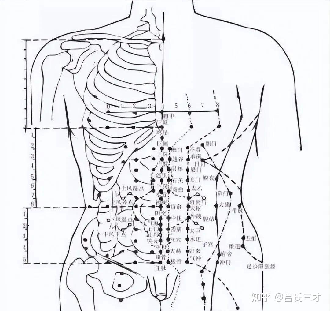 4. 头面颈部的皮肤与腧穴 (前面)-人体腧穴解剖图谱-医学
