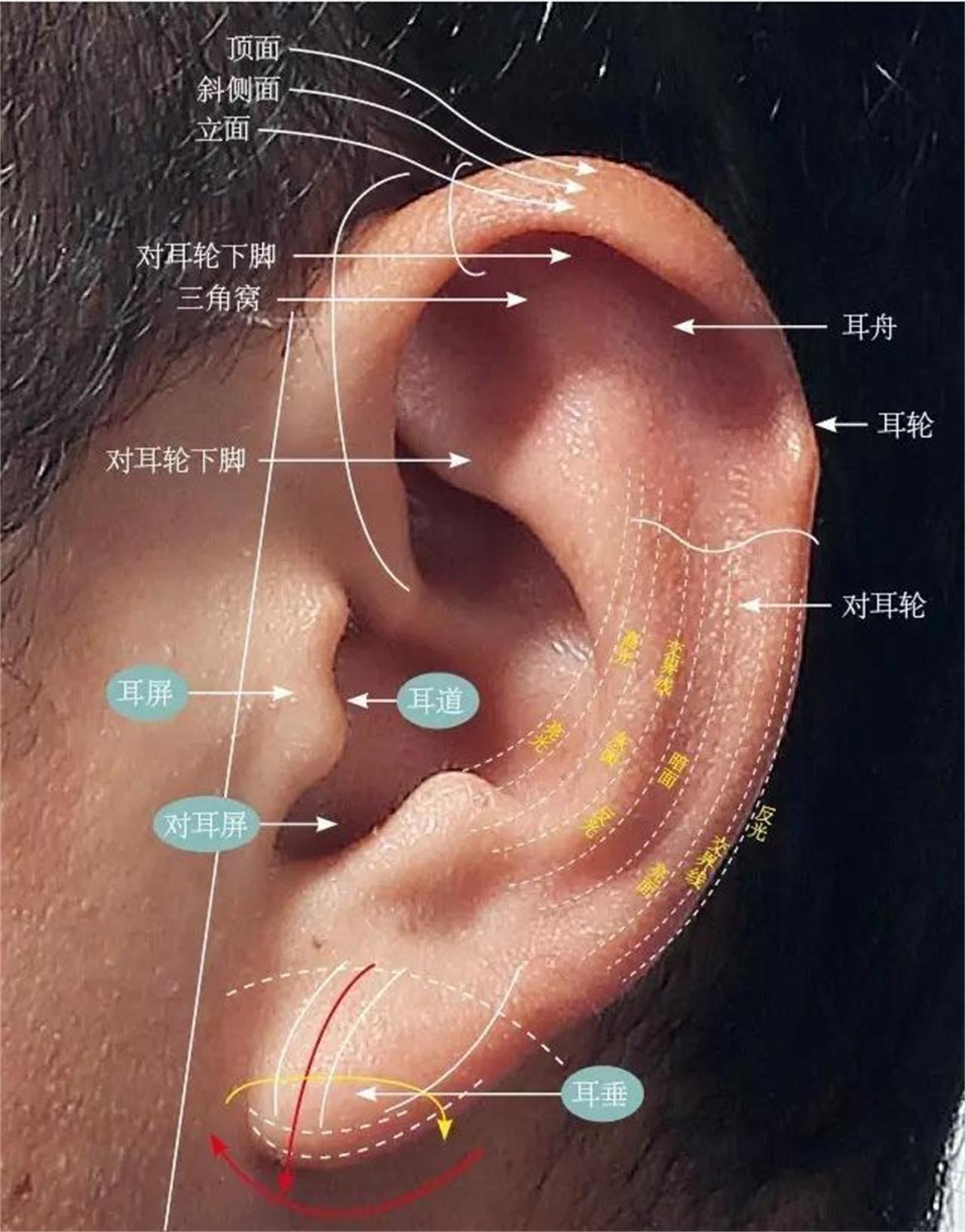 耳朵乳突的位置图图片