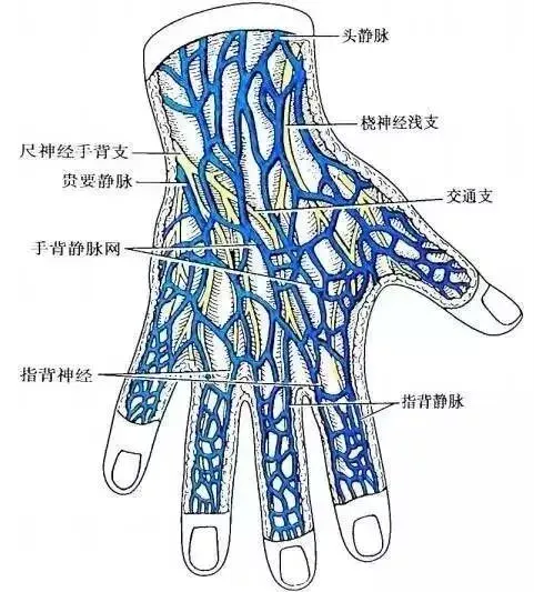 图/手背静脉穿刺的临床应用解剖手背静脉由指背静脉彼此吻合形成