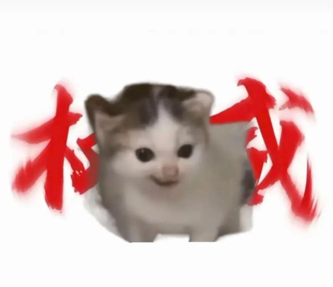 猫meme权威表情包大全 - 知乎