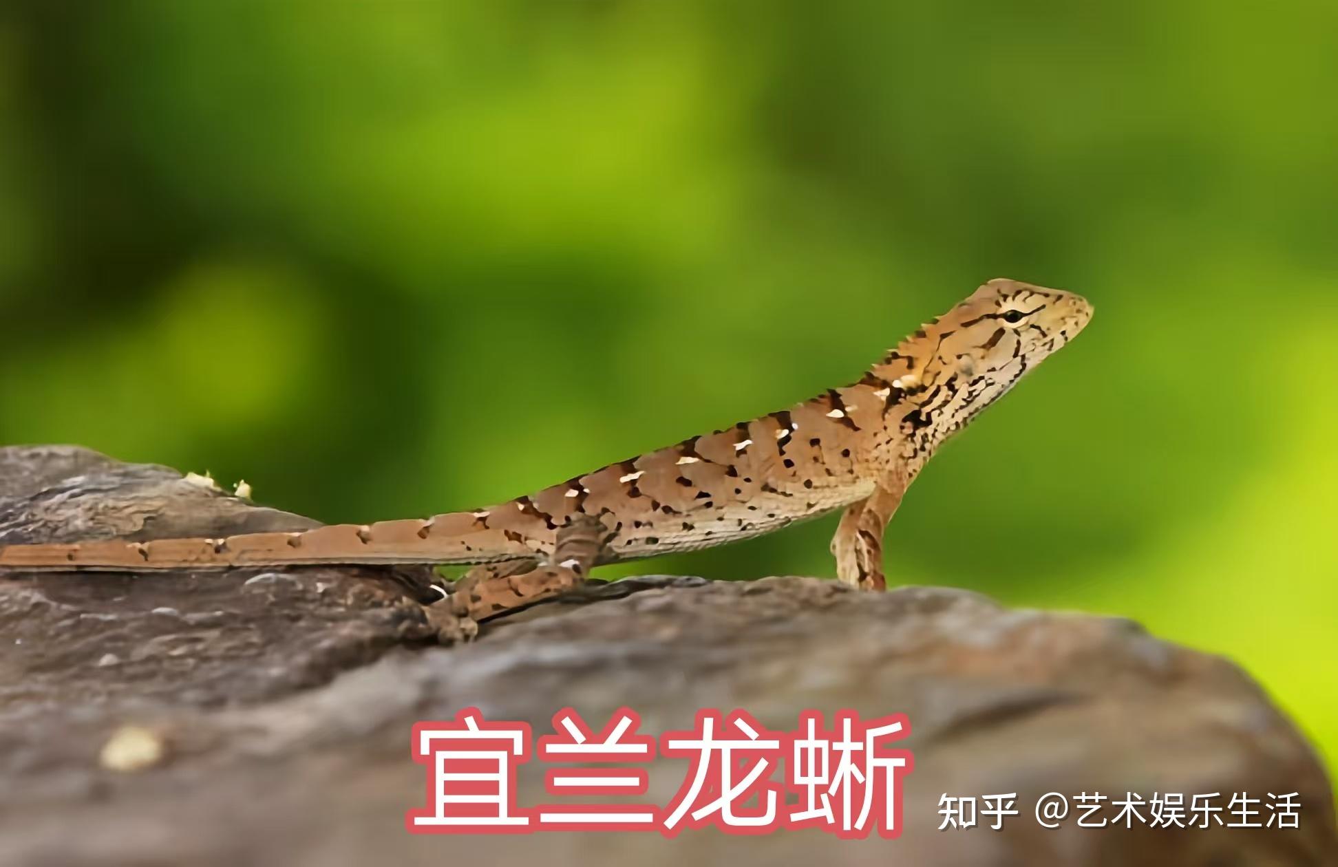 31种国家重点保护的爬行类动物 - 知乎
